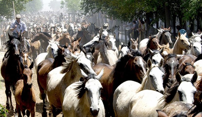 Almonte publica un bando con normas y restricciones para la Saca de las Yeguas de este domingo
