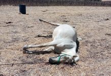 Investigan la muerte a tiros de varias yeguas a punto de parir en Paterna del Campo