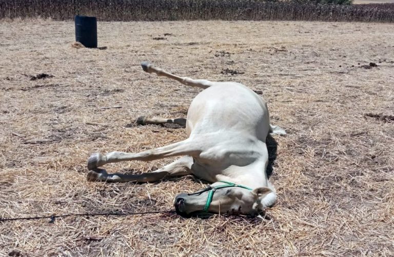 Investigan la muerte a tiros de varias yeguas a punto de parir en Paterna del Campo