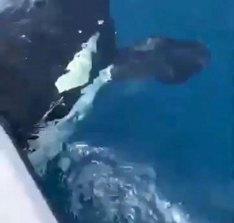 Un grupo de orcas acosa a varios pescadores deportivos frente a Mazagón
