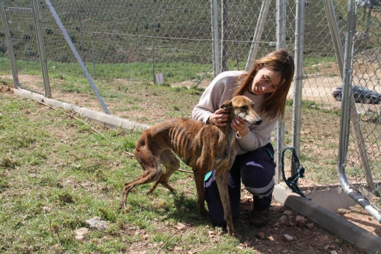 Diputación de Huelva convoca ayudas en materia de protección y bienestar de animales de compañía   