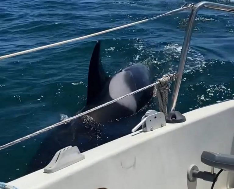 Así fue el ataque de un grupo de orcas a un velero que tuvo que ser remolcado hasta Isla Cristina
