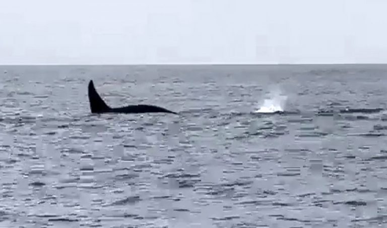Avistan un grupo de orcas a unas diez millas de la costa de Huelva