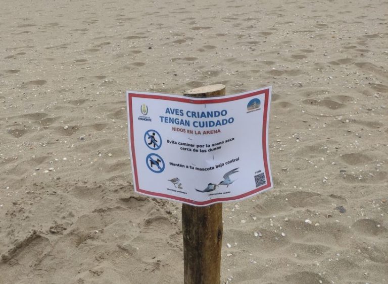 <strong>Éxito de la colonia de&nbsp;charrancitos en la playa ayamontina de Isla Canela</strong><br><br>