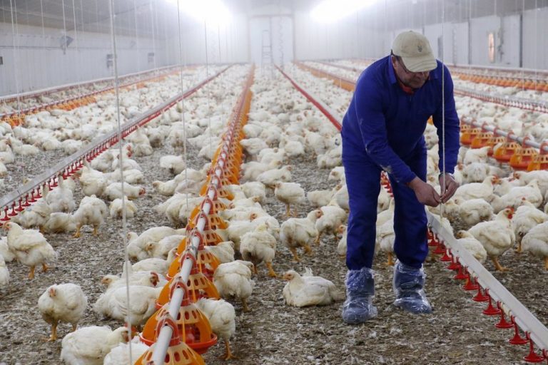 Confirman un nuevo foco de gripe aviar en una explotación de pollos de la provincia de Huelva