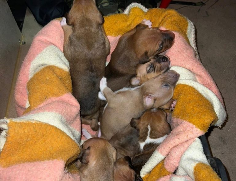 Abandonan a las puertas de un supermercado de Lepe siete cachorros dentro de una caja de cartón