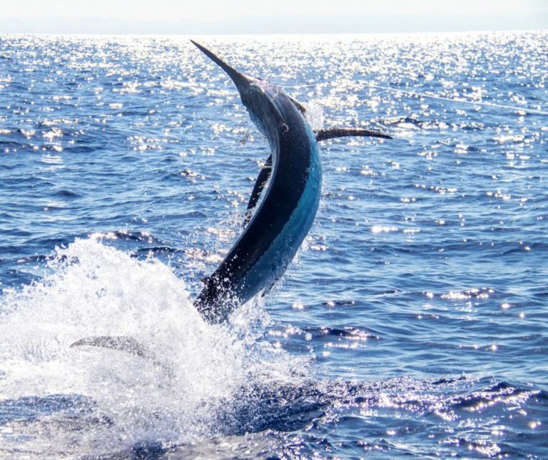 Premio de 10.000 euros en Nuevo Portil a quien capture un marlín azul de más de 250 kilos