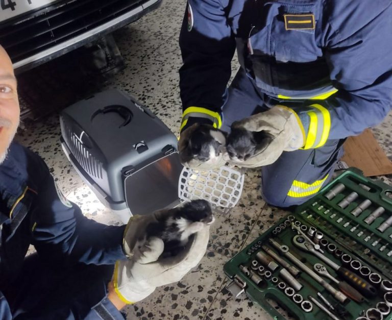 Desmontan en Lepe parte de un vehículo para rescatar tres gatitos del interior del motor 