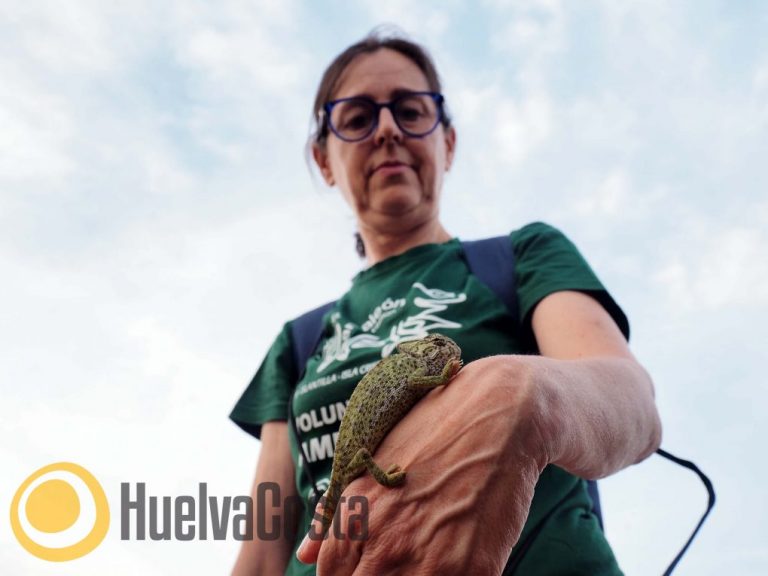 Arranca una nueva edición del programa para estudiar la población de camaleón común en Islantilla