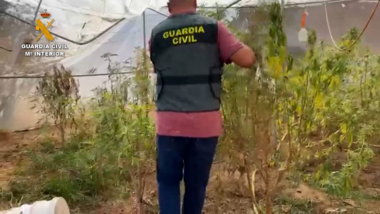 Almonte: un detenido en el desmantelamiento de una plantación de marihuana bajo plásticos agrícolas