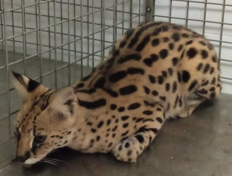 Investigan el hallazgo de un posible gato Serval africano «de gran tamaño» en un comercio de Huelva
