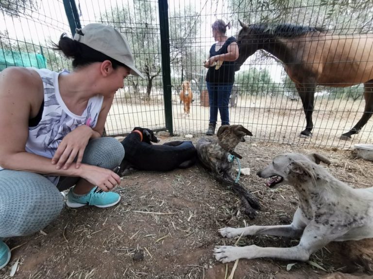 Rescatan en Doñana tres galgos en un estado «lamentable», uno de ellos con 476 garrapatas