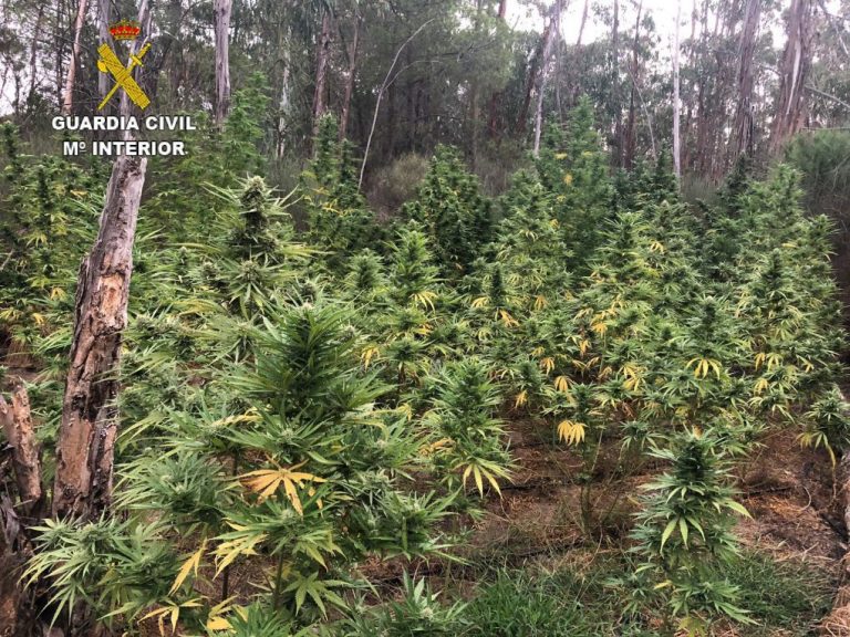 Detenidos en Villablanca dos ‘jardineros’ en el desmantelamiento de una plantación de Marihuana