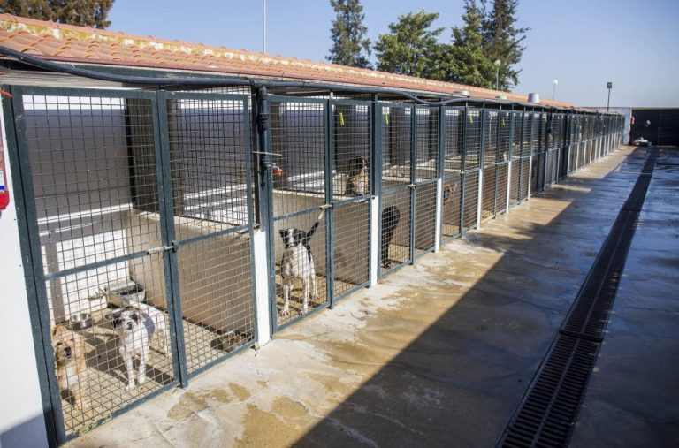 El Centro de Atención y Acogida de Animales de Huelva busca asociaciones colaboradoras