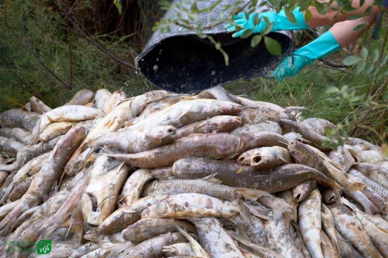 Denuncian ante la Fiscalía la mortandad de peces en el Estero Domingo Rubio