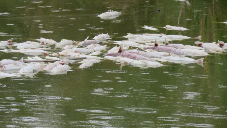Denuncian una «grandísima mortandad» de peces en un espacio protegido de Palos de la Frontera