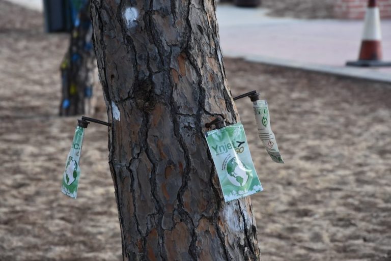 El Ayuntamiento de Punta Umbría tratará 1.200 pinos contra la procesionaria
