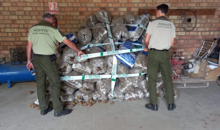 Denunciados varios vecinos de Cartaya, a los que se ha decomisado casi 600 kilos de piña inmadura