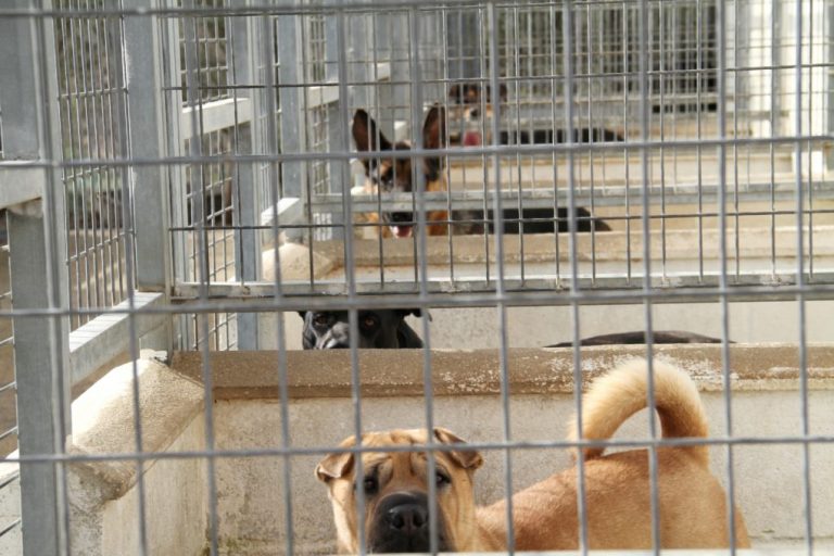 Más de 100 nuevos perros llegan al Centro Provincial de Animales de Diputación de Huelva solo en julio y agosto