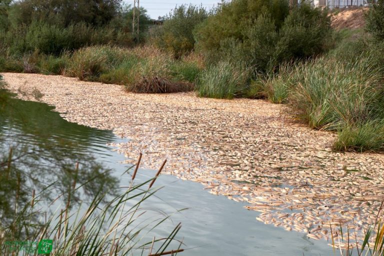 Miles de peces muertos siguen flotando en el Estero Domingo Rubio, 10 días después del desastre