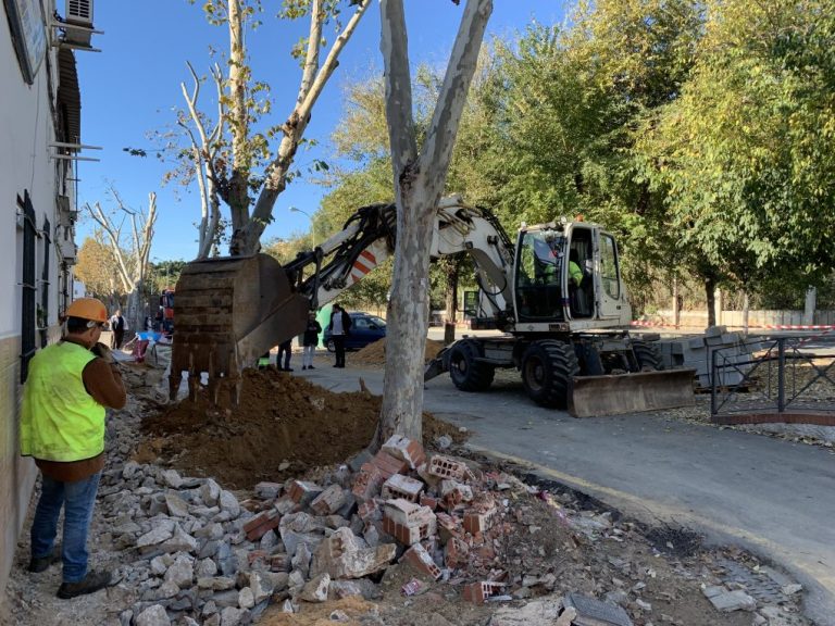 Los árboles retirados de la avenida Santa Marta de Huelva reforestarán el Parque del Torrejón