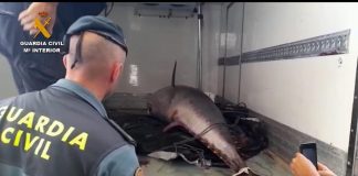 Investigan a 14 personas por pesca ilegal de atunes rojos de hasta 250 kilos en la costa onubense