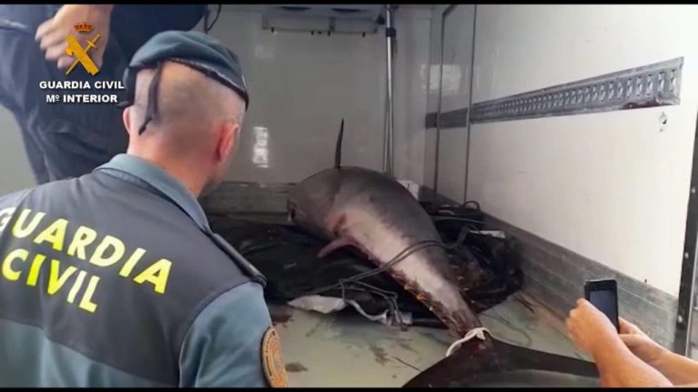 Investigan a 14 personas por pesca ilegal de atunes rojos de hasta 250 kilos en la costa onubense