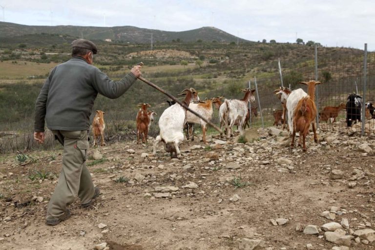 San Silvestre de Guzmán reclama un plan estratégico en defensa de la ganadería extensiva