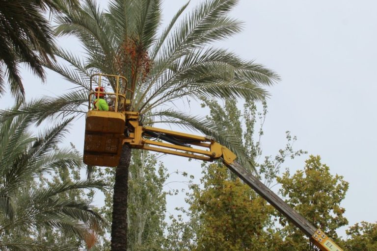 Cartaya poda las palmeras de sus plazas y espacios públicos