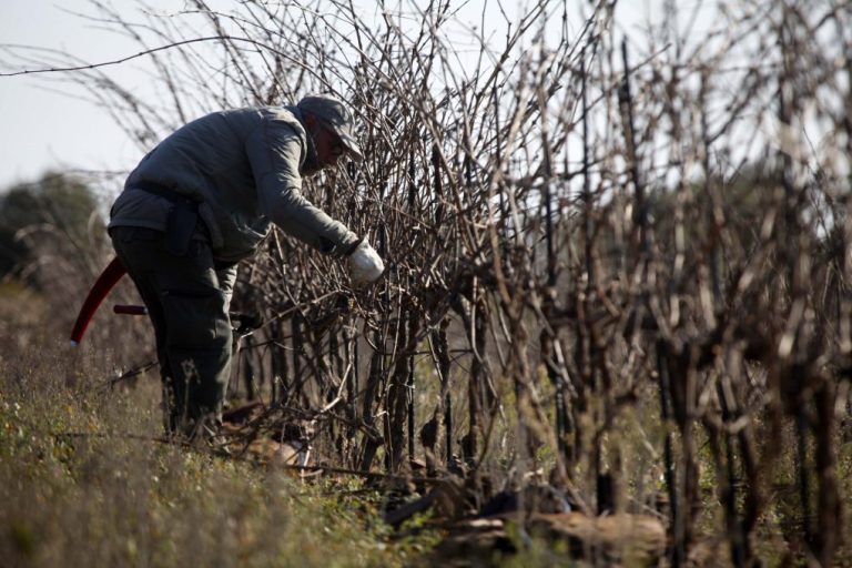 La denominación de Origen del Condado de Huelva convoca el I Concurso de Poda de Viñedos en la comarca