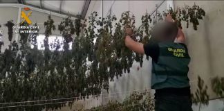 Tres detenidos en el desmantelamiento en Aljaraque de un cultivo de 8.000 plantas de marihuana