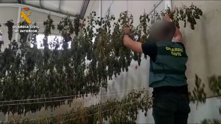 Tres detenidos en el desmantelamiento en Aljaraque de un cultivo de 8.000 plantas de marihuana