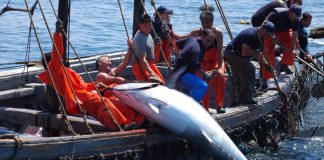 La Fundación Savia pide al Gobierno asignación de cuota para pescar atún rojo en Huelva
