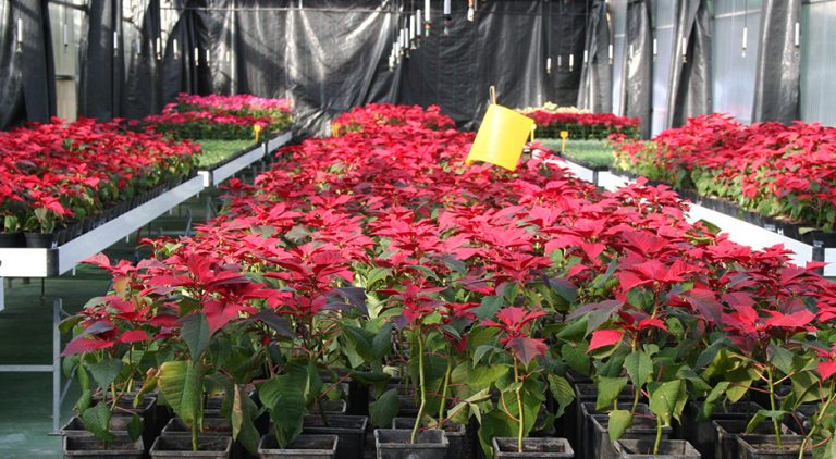 La Diputación engalana los municipios onubenses con su tradicional campaña de flores de pascua