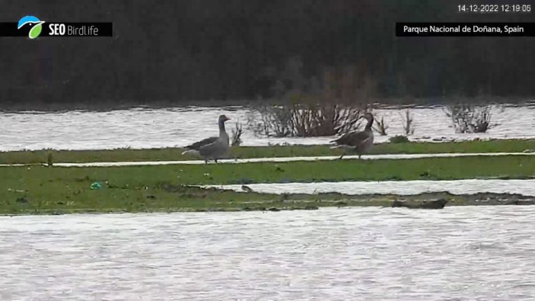 El agua llega a Doñana tras las lluvias de los últimos días