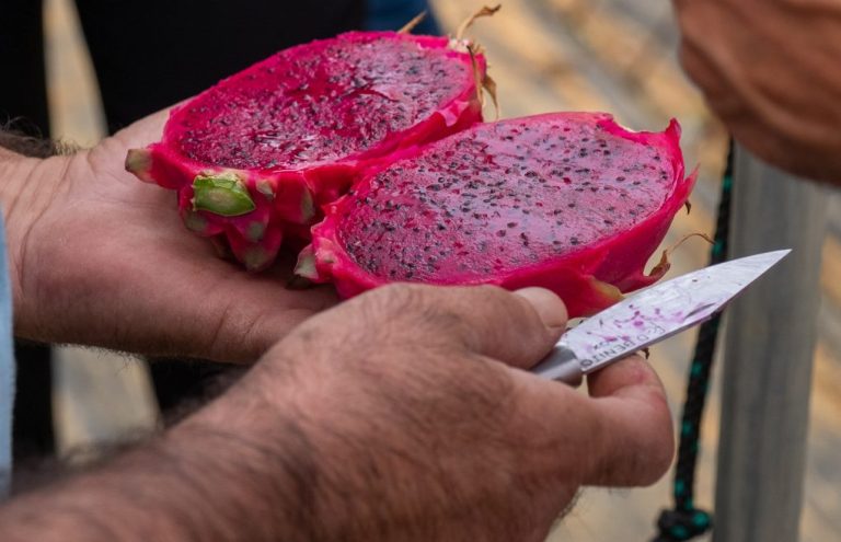 Diputación de Huelva impulsa los cultivos subtropicales y el espárrago con subvenciones a su producción