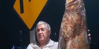 Capturan en aguas de Huelva una “gigantesca” corvina de 45,5 kilos