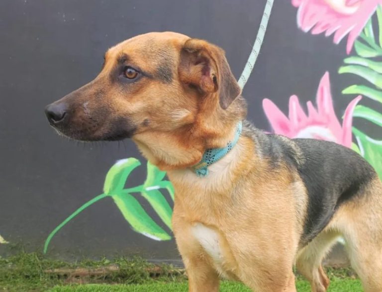 <strong>El Centro de Acogida de Animales de Huelva registra 124 adopciones de perros y 12 gatos en 2022</strong>