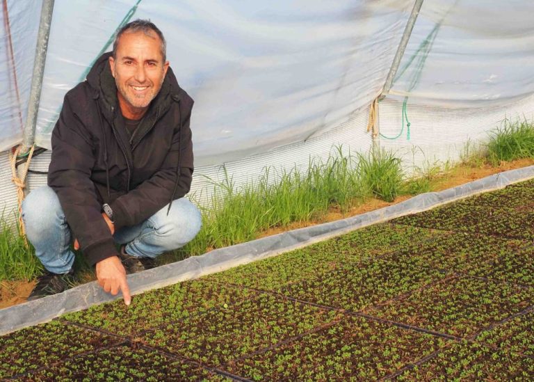 Estudian con éxito un fármaco para prevenir ictus hecho con salicornia cultivada en las marismas de Isla Cristina