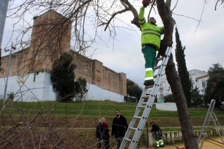 Cartaya poda los árboles caducos de parques, plazas y espacios públicos
