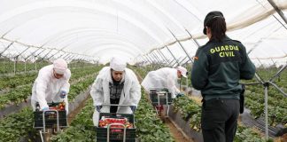 La Guardia Civil refuerza desde este domingo con 48 agentes el dispositivo de seguridad para la campaña agrícola