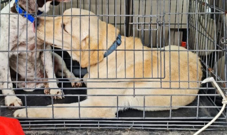 Rescatan a un perro que cayó a un antiguo pozo minero de doce metros en Valverde