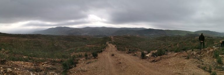 Diputación realiza una segunda reforestación de los terrenos afectados por el incendio de Almonaster 