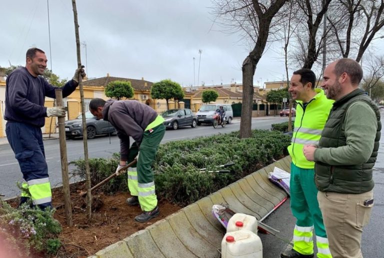 El Ayuntamiento de Ayamonte prosigue con su programa de plantación de árboles