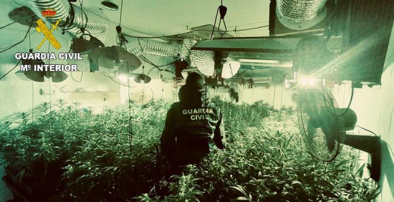 <strong>Dos detenidos en el desmantelamiento de una plantación de marihuana en una casa en Villalba del Alcor</strong>