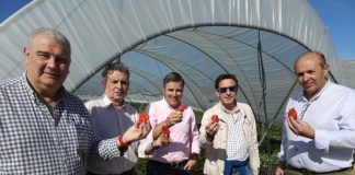 UPA lamenta que la avaricia de la distribución lastra la rentabilidad de los productores de frutos rojos