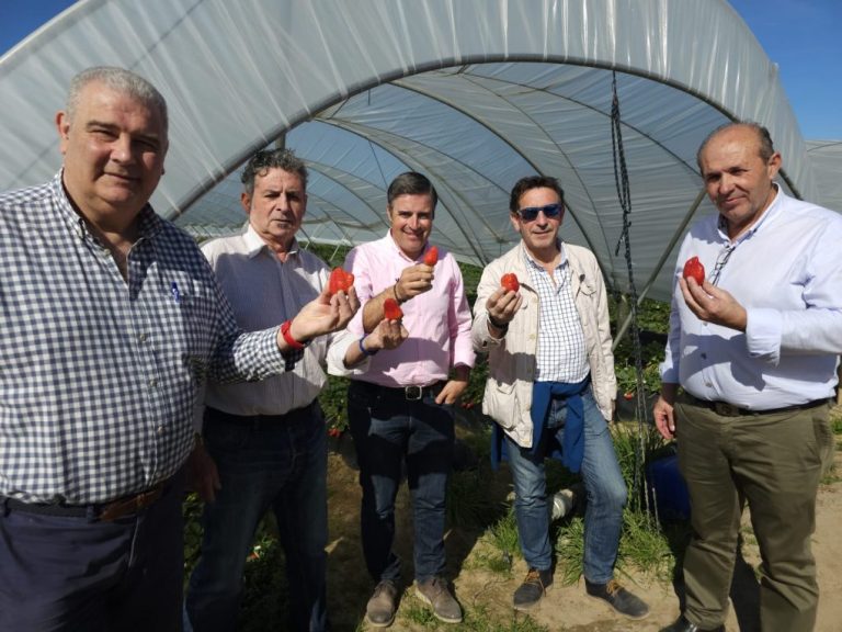 <strong>UPA lamenta que la avaricia de la distribución lastra la rentabilidad de los productores de frutos rojos</strong>