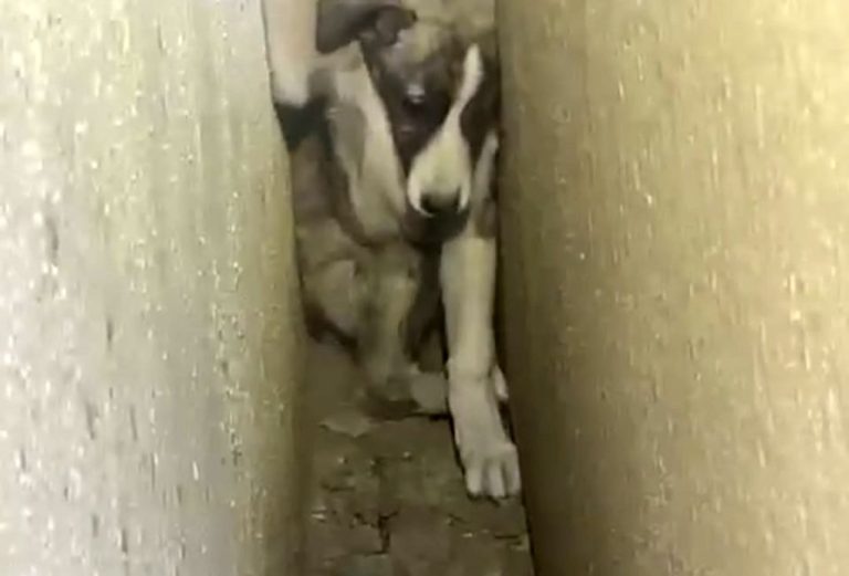 Rescatan en Cartaya a un cachorro de perro que quedó emparedado entre dos naves