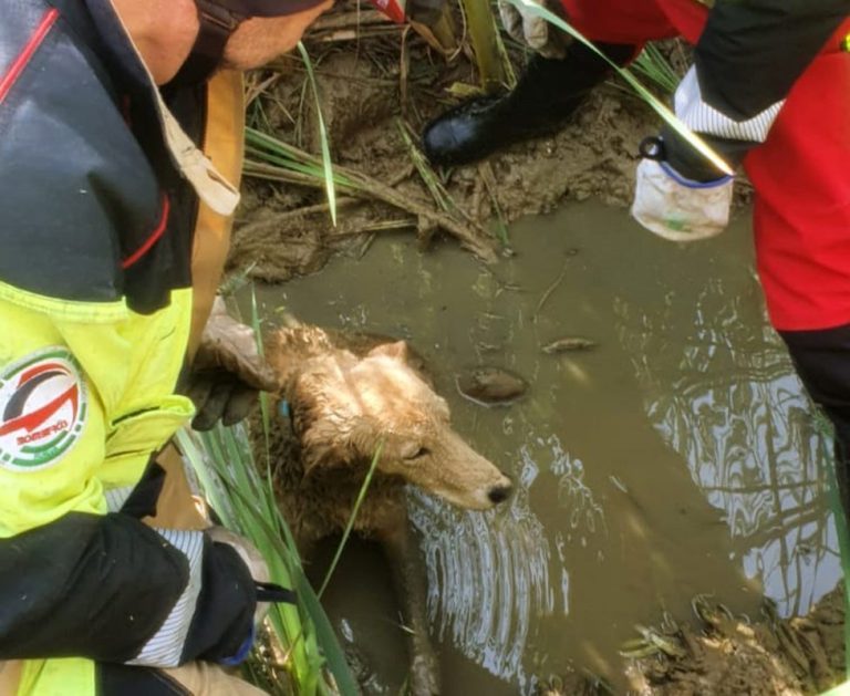 Rescatan en Lepe a un perro de un lodazal donde estaba atrapado «prácticamente hasta el cuello»