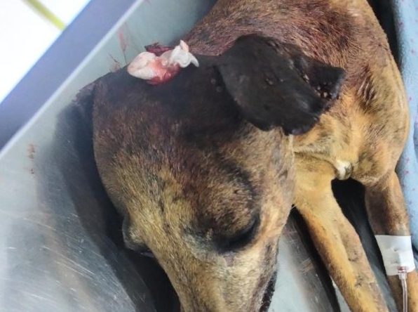 «Perforan el cráneo» a una galga en Bollullos y la tiran moribunda y con las patas atadas a un contenedor